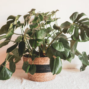 Plant Monstera