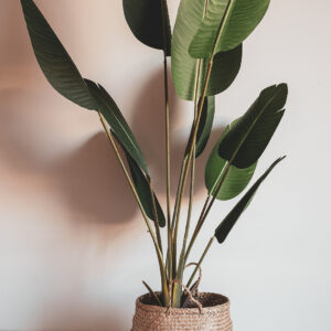 Plant Strelitzia