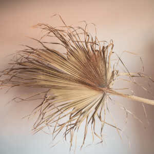 Dried palm leaves XL