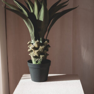 Plant Agava