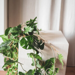 Plant Monstera slinger