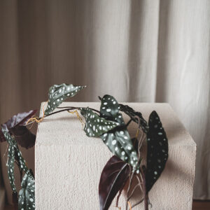 Plantenslinger