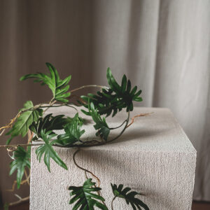 Plant Monstera slinger