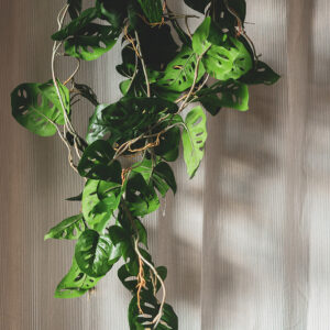 Plant Monstera slinger