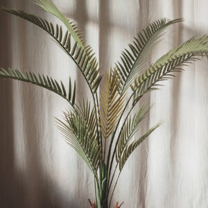 Plant Goudpalm