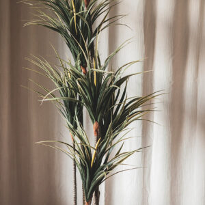Plant Dracaena
