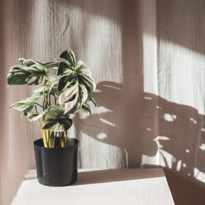 Plant Monstera S