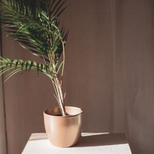 Plant Palm