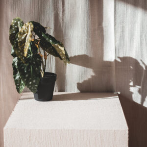 Plant Begonia Maculata