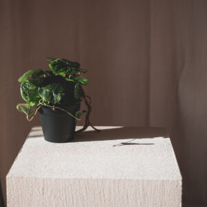 Plant Peperomia
