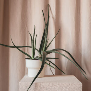 Plant Aloë Vera