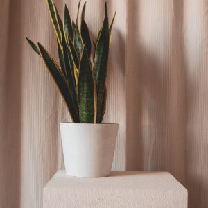 Sansevieria plant