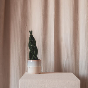 Gevlochten Sanseveria